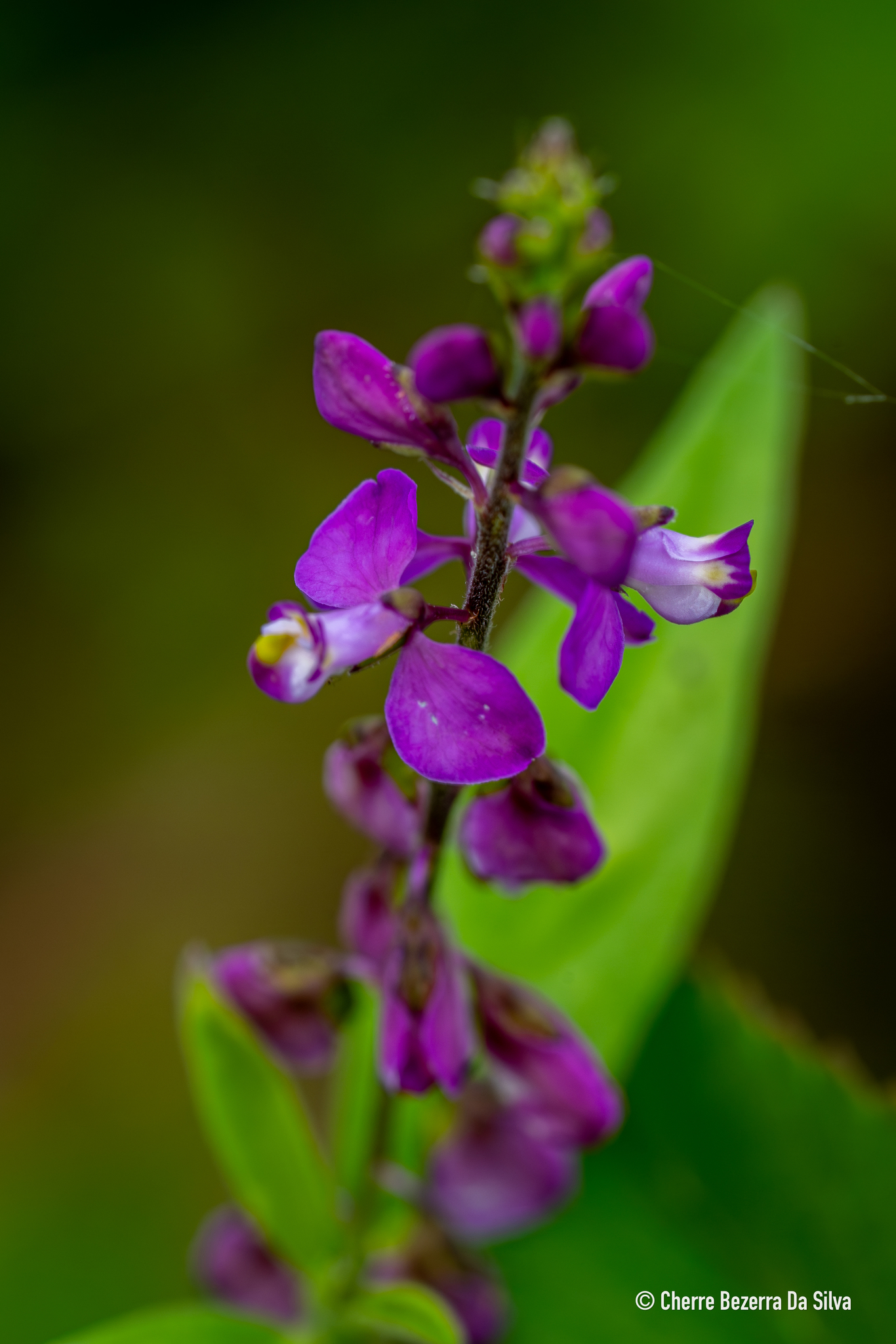 Imagem de Asemeia violacea