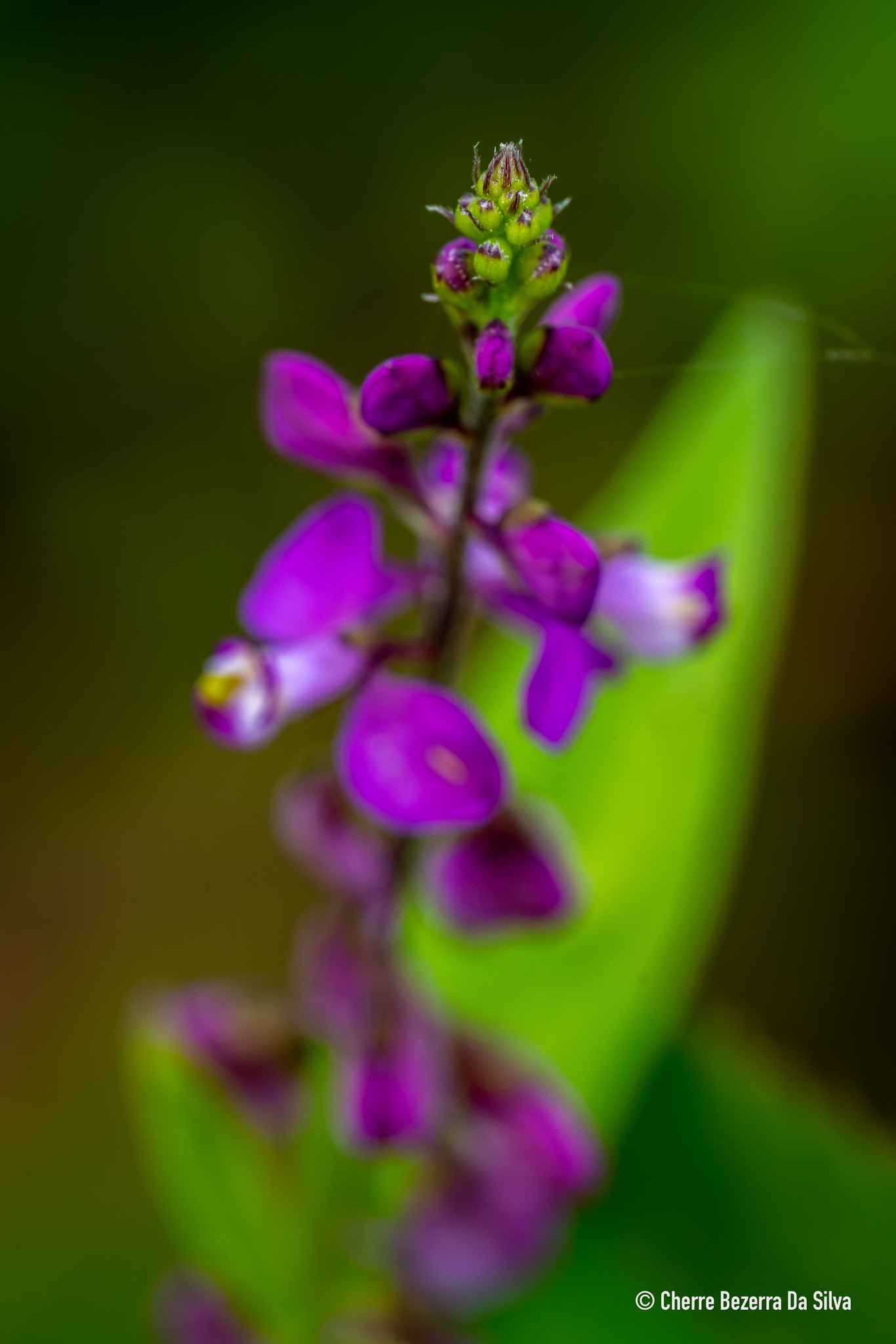Imagem de Asemeia violacea
