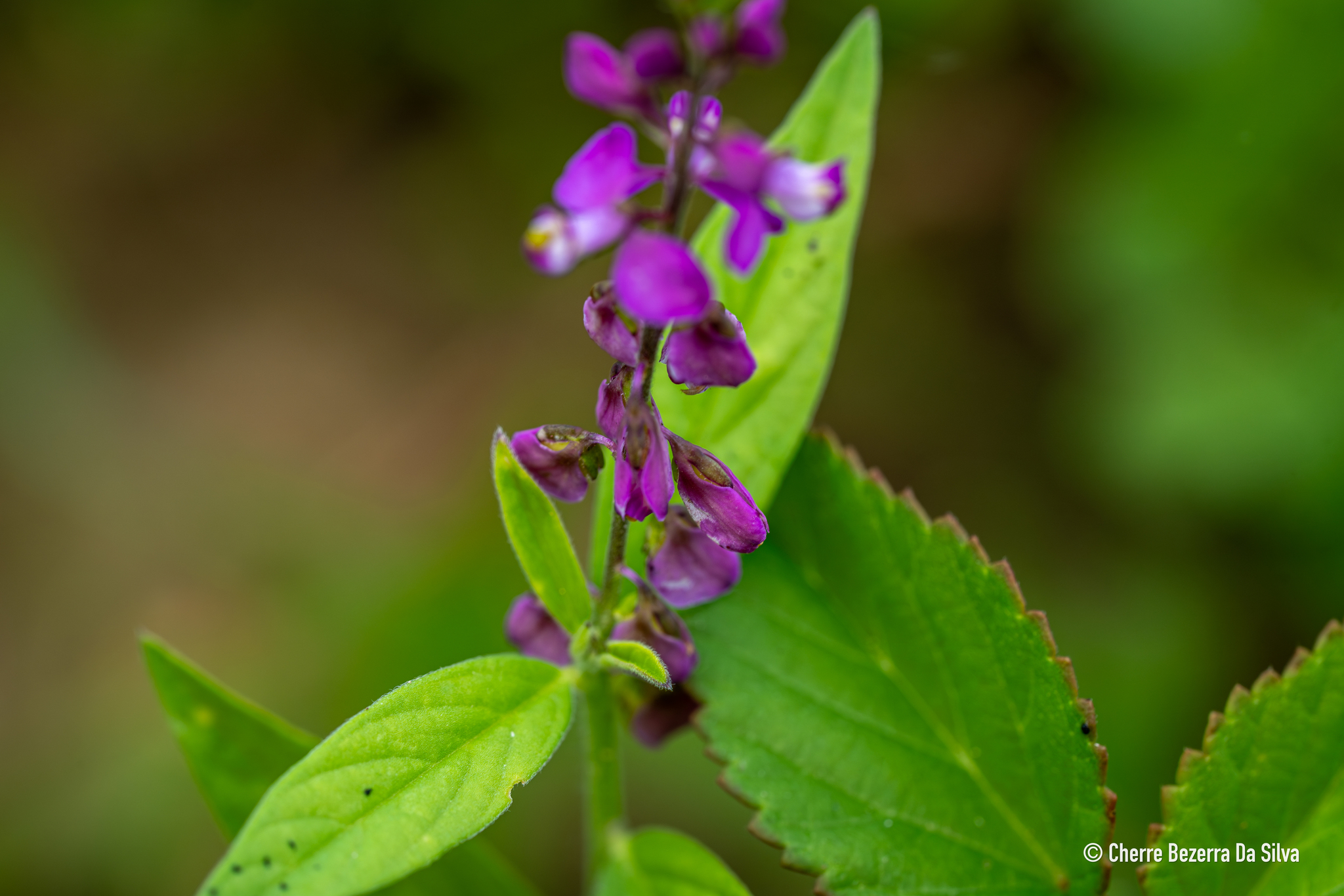 Imagem de Asemeia violacea