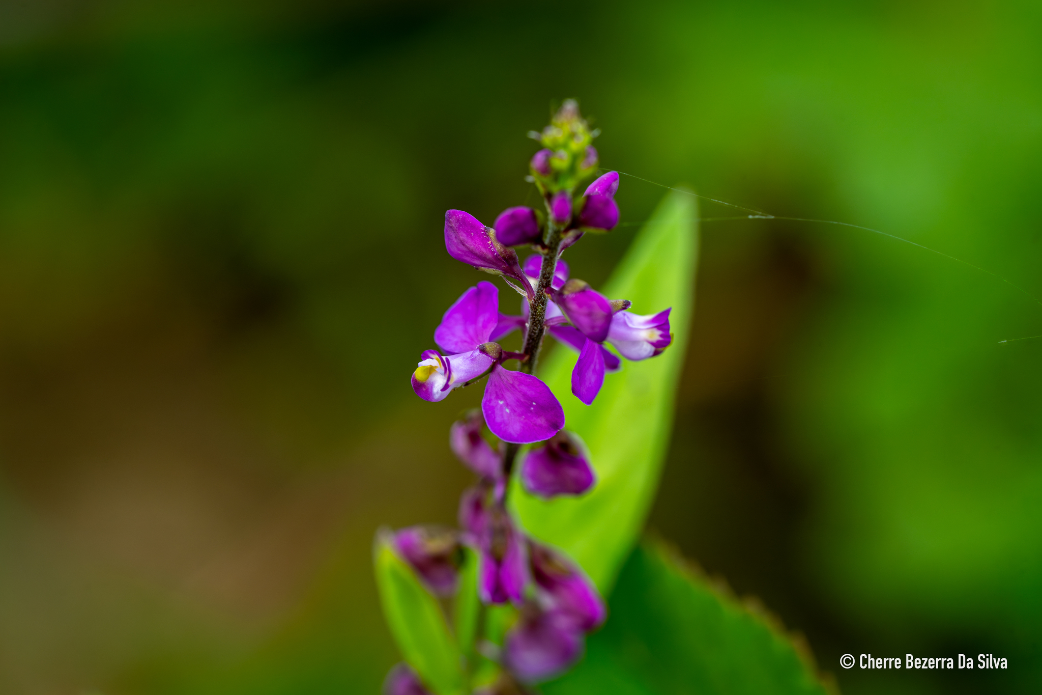 Imagem de Asemeia violacea