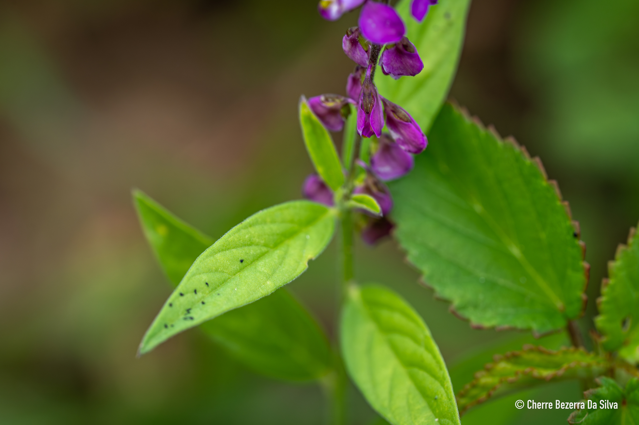 Imagem de Asemeia violacea