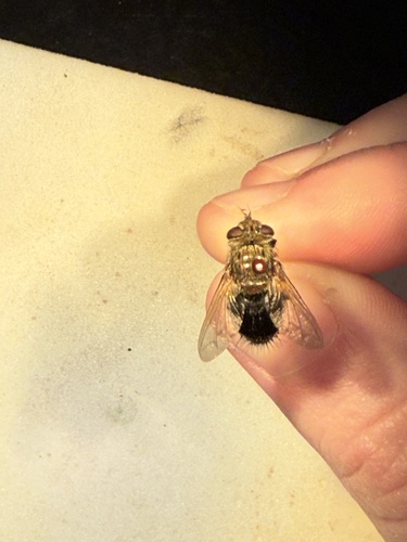 Unknown species found near Oklahoma State University, Stillwater, OK, US