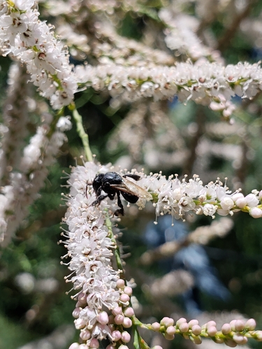 Scaptotrigona jujuyensis