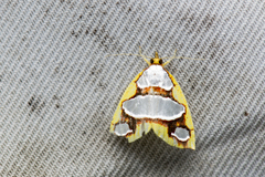 Titulcia eximia
