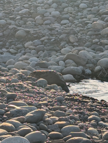 iNaturalist observation 2026-03-20