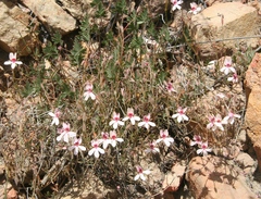 Pelargonium ocellatum