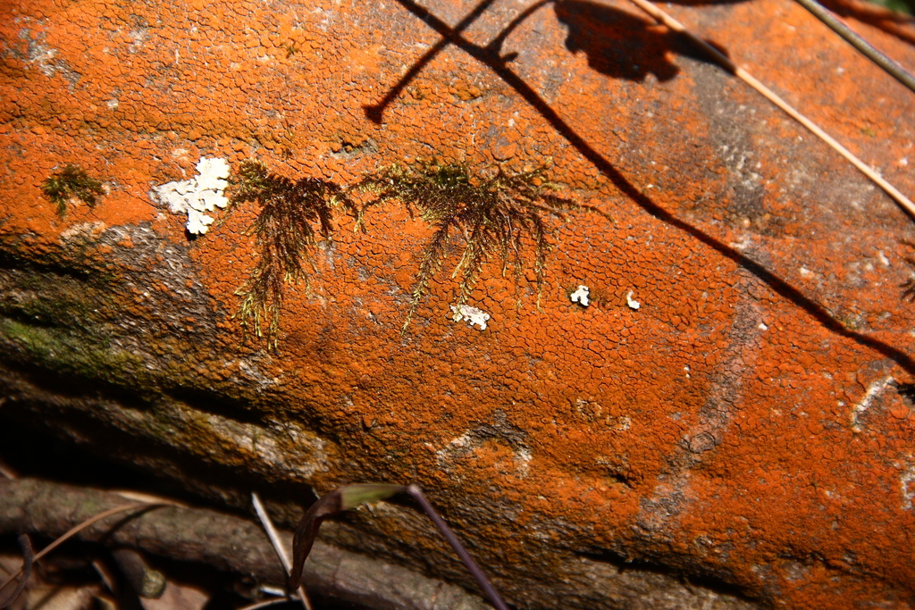 Common Lichens from 中国四川省凉山彝族自治州西昌市海滨中路泸山森林公园（东北门） 邮政编码: 615099 on ...