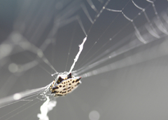 Gasteracantha cancriformis
