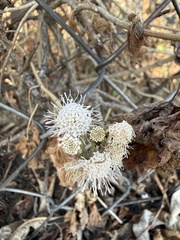 Ageratina petiolaris
