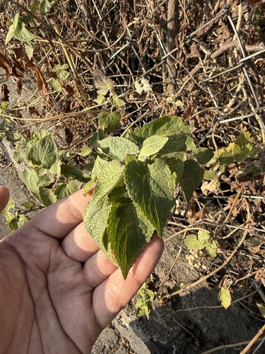 Ageratina petiolaris, photograph 2
