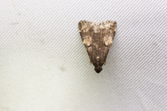 Hydrillodes gravatalis