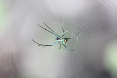Leucauge