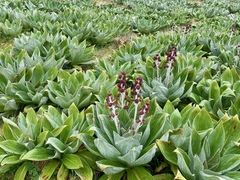 Pleurophyllum hookeri