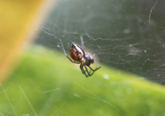 Araneae