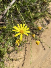 Senecio californicus