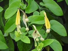 Aristolochia inflata