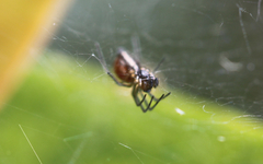 Araneae