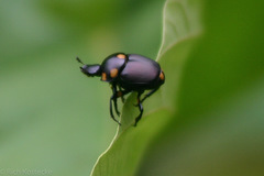 Canthon septemmaculatus