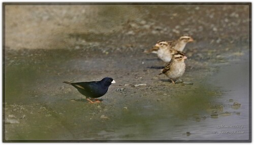 iNaturalist image