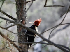 Campephilus leucopogon