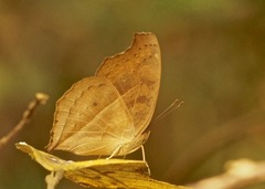 Junonia almana