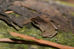 Pristimantis thectopternus