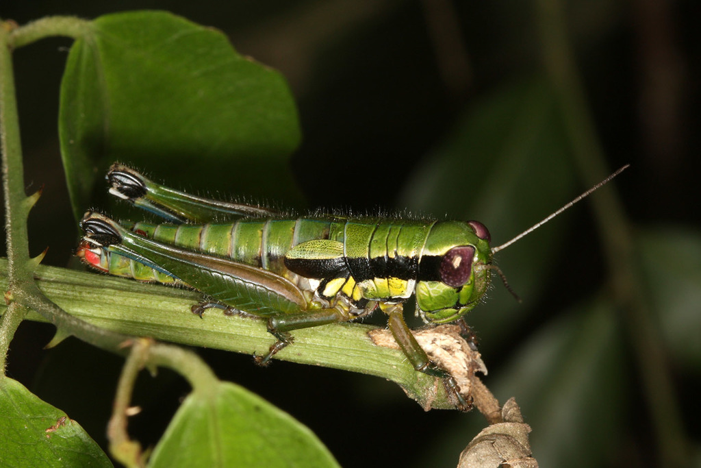 Parascopas sanguineus