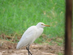 Bubulcus ibis