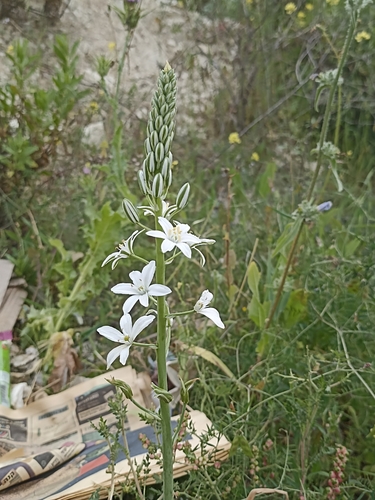 Narbonne Star-of-Bethlehem (Ornithogalum narbonense)