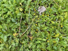 Leptinella plumosa