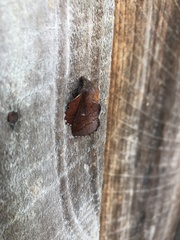 Phyllodesma occidentis