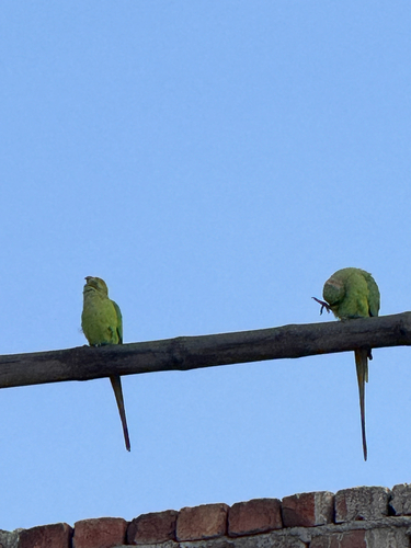 Rose-ringed Parakeet