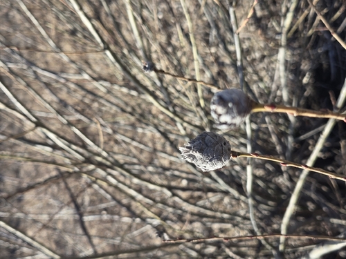Unknown species found near Brookings, SD 57006, USA