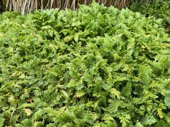 Leptinella plumosa