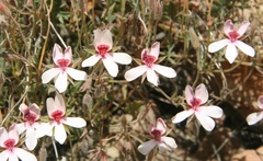 Pelargonium ocellatum