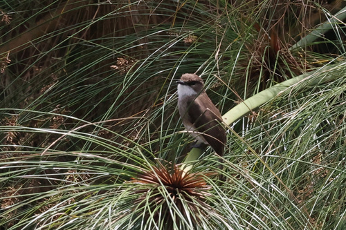 Swamp Flycatcher