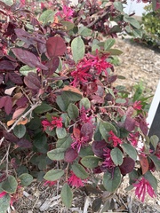 Loropetalum