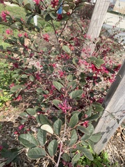 Loropetalum