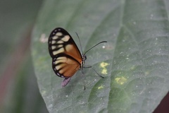 Pteronymia aletta
