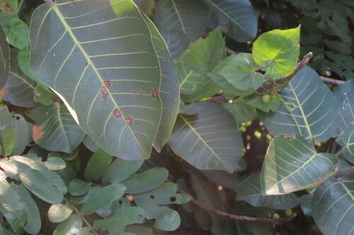 Hippo Fig (Ficus trichopoda)