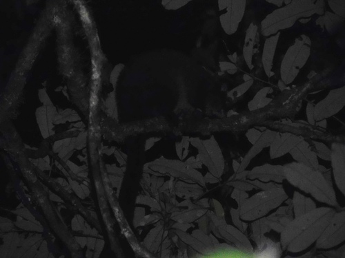 Lemur-like Ringtail