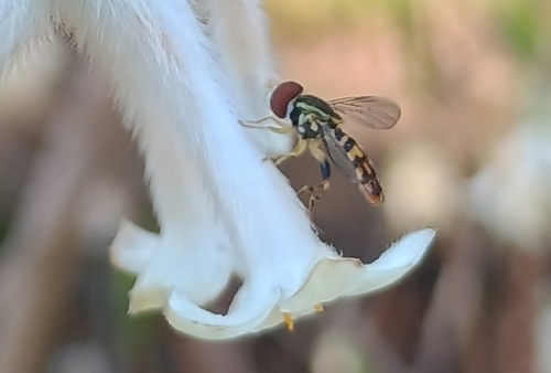 Unknown species found near Creedmoor, NC 27522, USA
