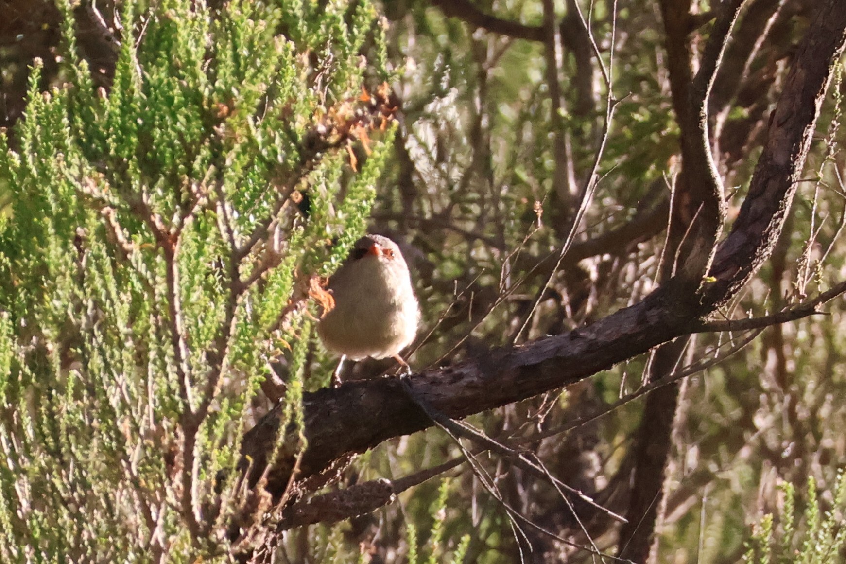Purple-backed Fairywren (Malurus assimilis), photo 9