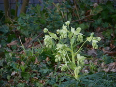 Helleborus foetidus