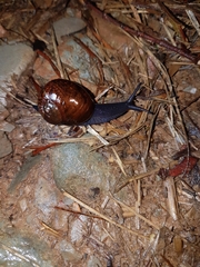 Rhytida patula