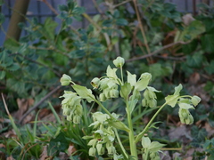 Helleborus foetidus