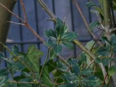 Ilex aquifolium