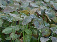 Epimedium