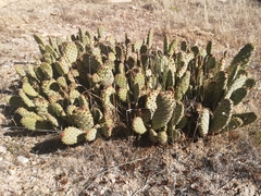 Opuntia basilaris brachyclada