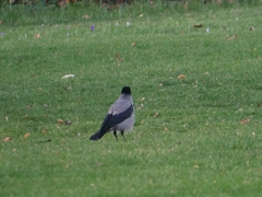 Corvus cornix